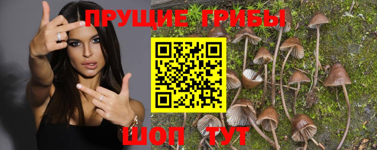 Псилоцибиновые грибы GOLDEN TEACHER Луга